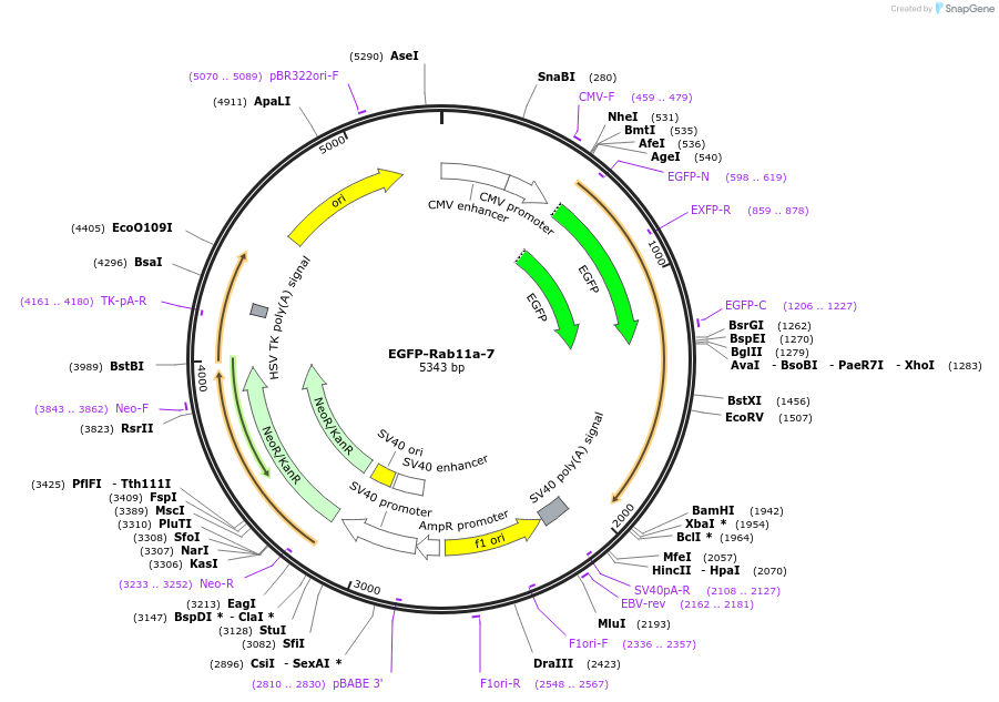 56444-plasmid-map-sequence-id-330257
