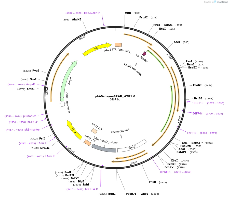 167577-plasmid-map-sequence-id-330261