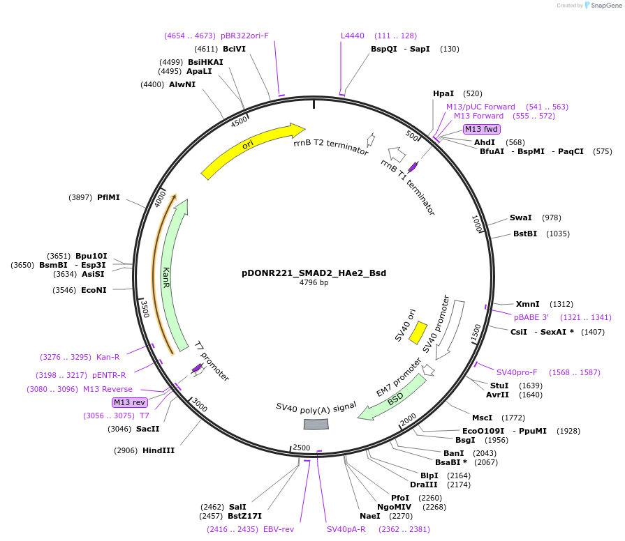 167166-plasmid-map-sequence-id-330264
