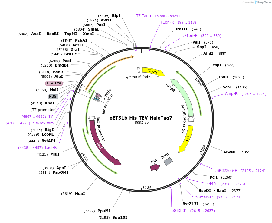 167266-plasmid-map-sequence-id-330266