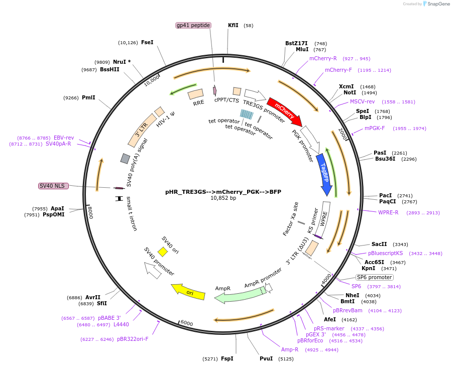 162231-plasmid-map-sequence-id-330271