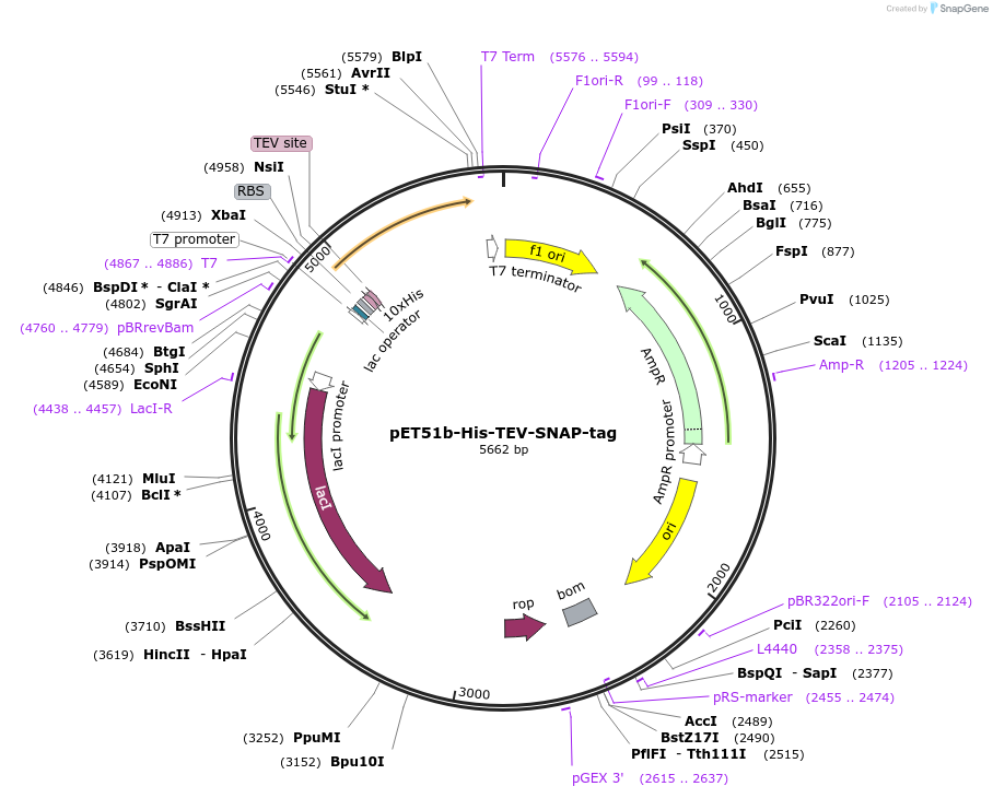 167269-plasmid-map-sequence-id-330272