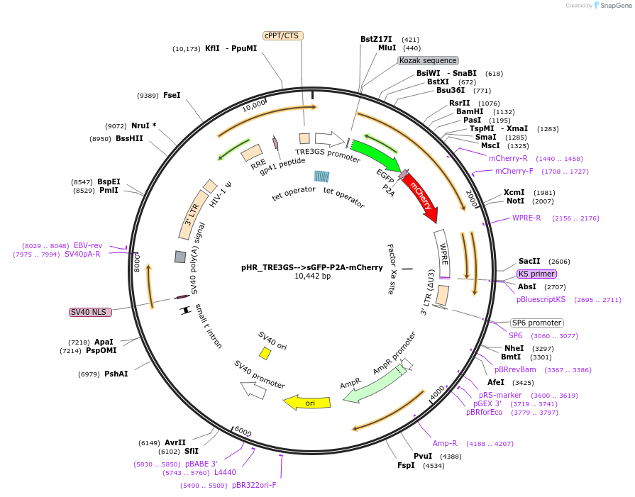 162232-plasmid-map-sequence-id-330275