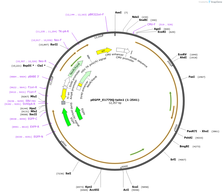166121-plasmid-map-sequence-id-330284