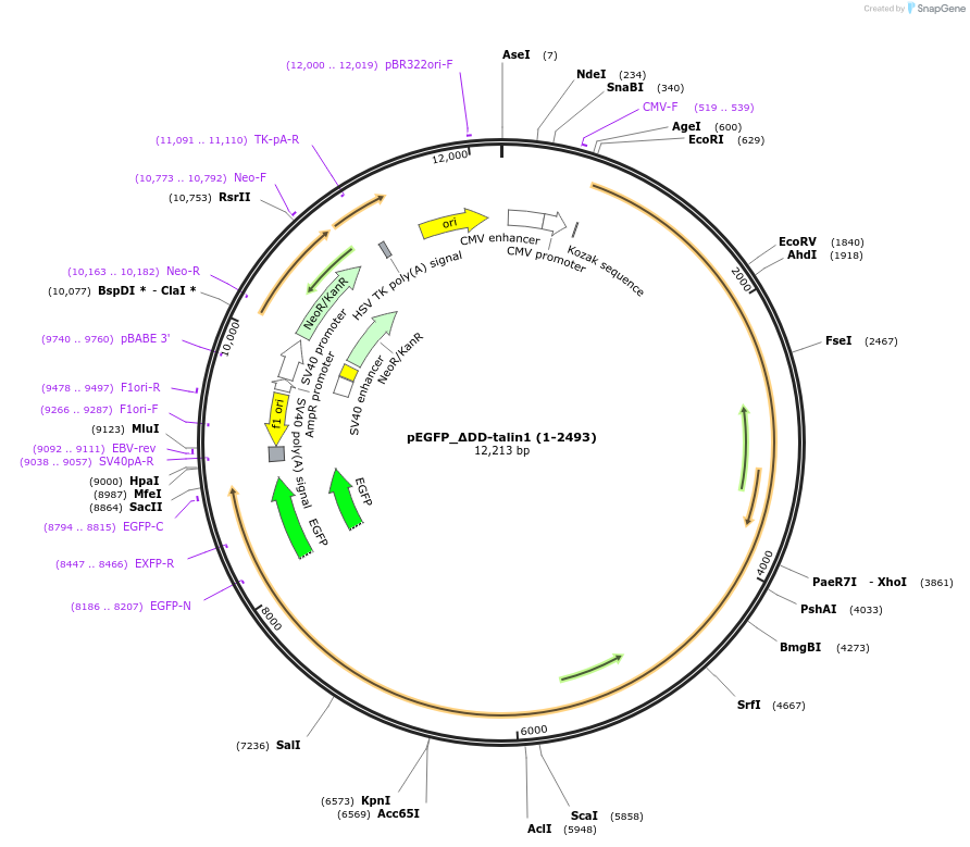 166124-plasmid-map-sequence-id-330288