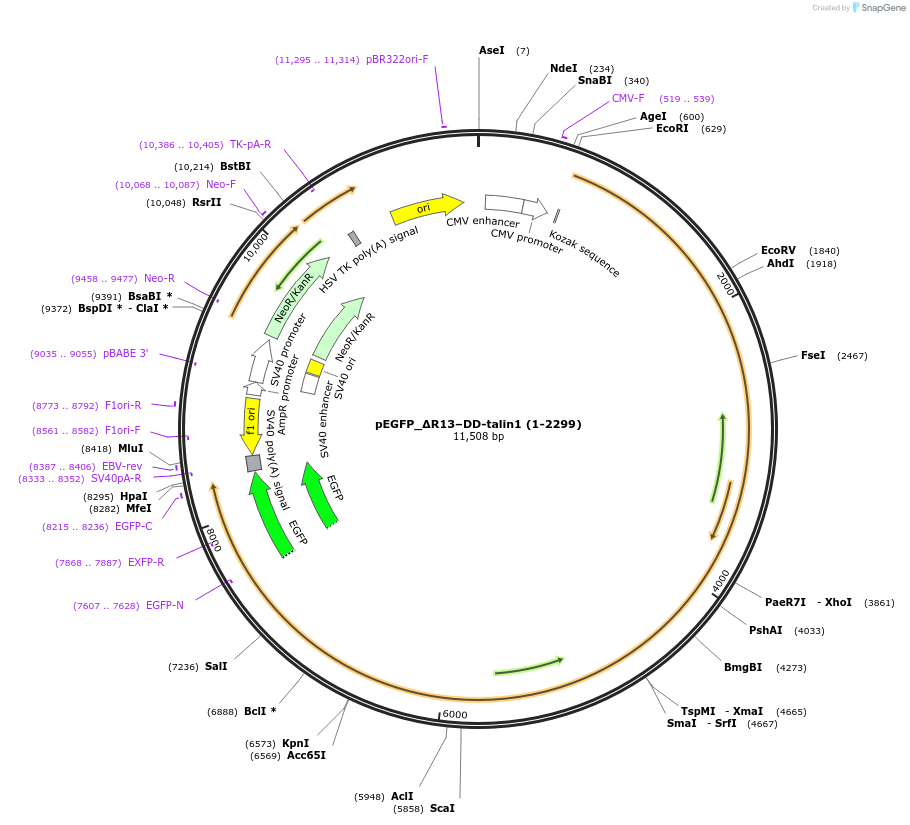 166125-plasmid-map-sequence-id-330294