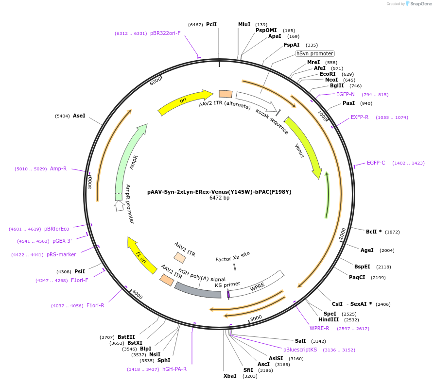 165492-plasmid-map-sequence-id-330311