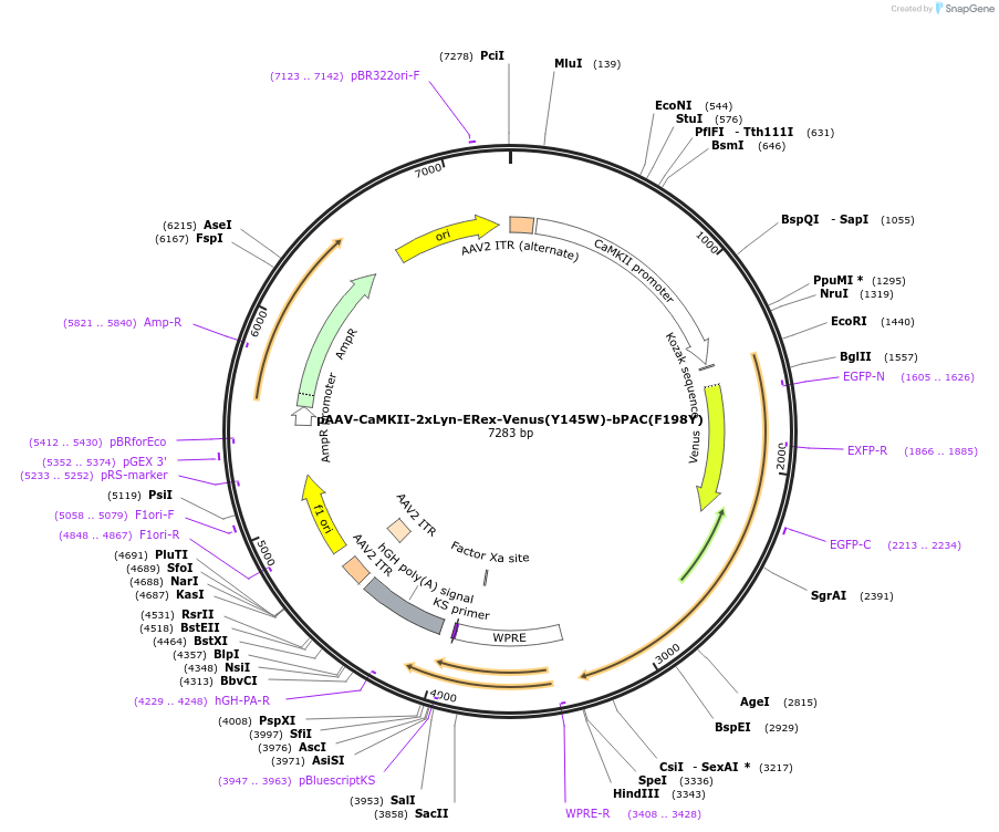 165493-plasmid-map-sequence-id-330312