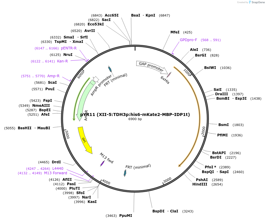 167356-plasmid-map-sequence-id-330313