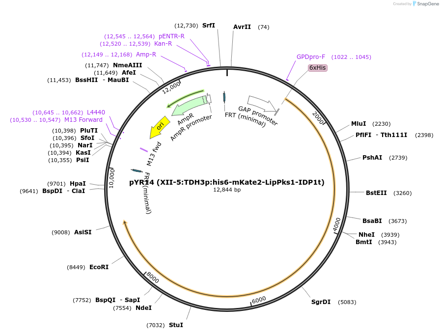 167357-plasmid-map-sequence-id-330314