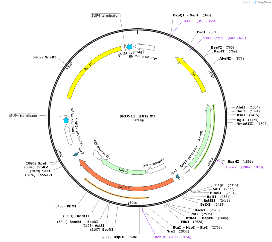 166102-plasmid-map-sequence-id-330316