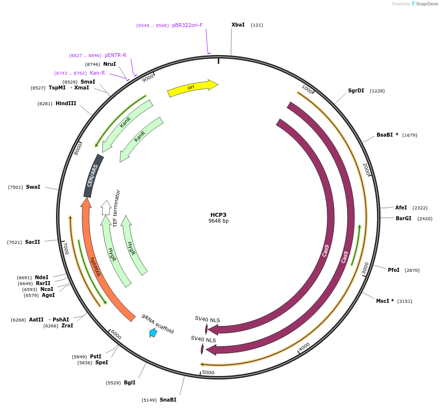 166105-plasmid-map-sequence-id-330319