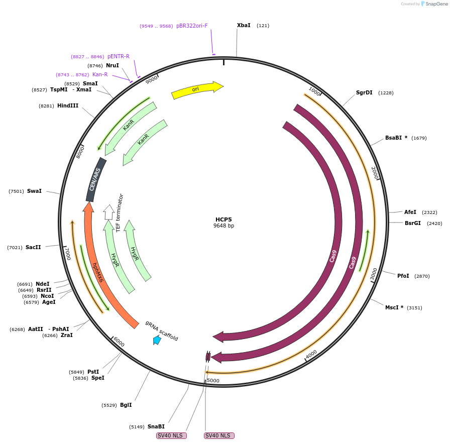 166107-plasmid-map-sequence-id-330320