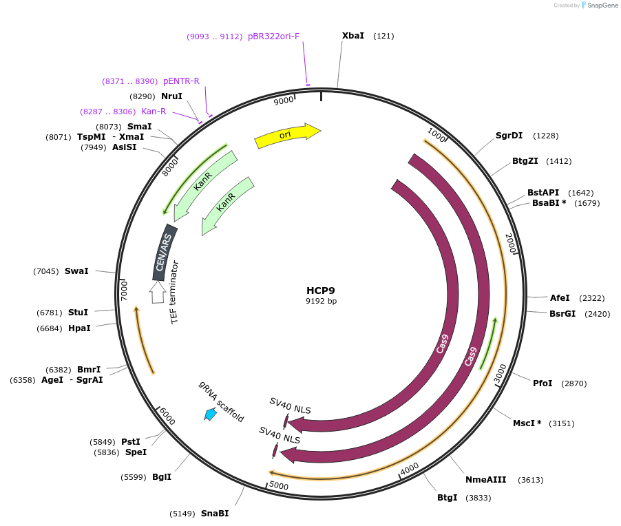 166111-plasmid-map-sequence-id-330321
