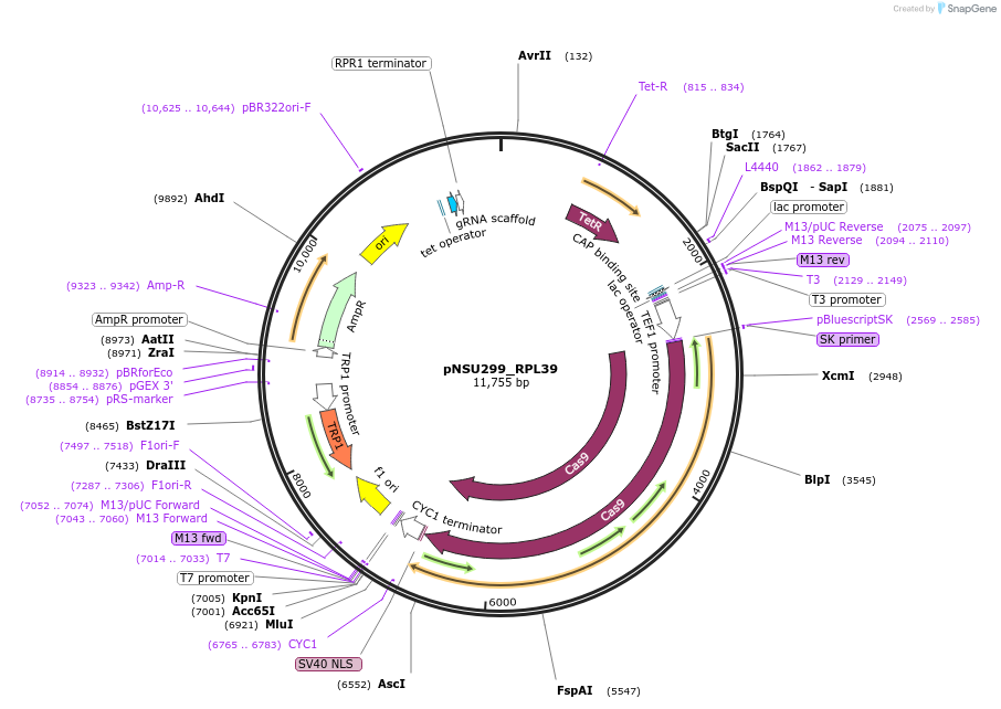166078-plasmid-map-sequence-id-330349
