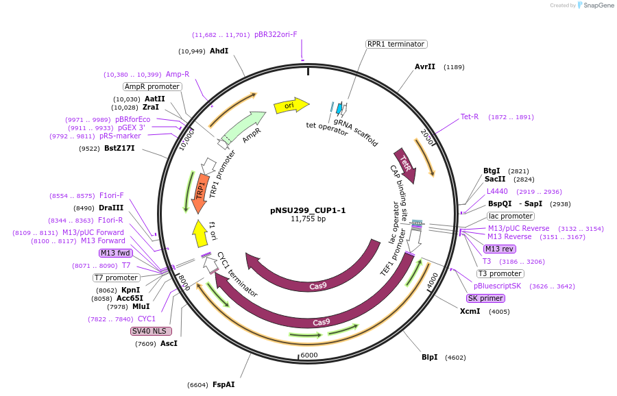 166086-plasmid-map-sequence-id-330352