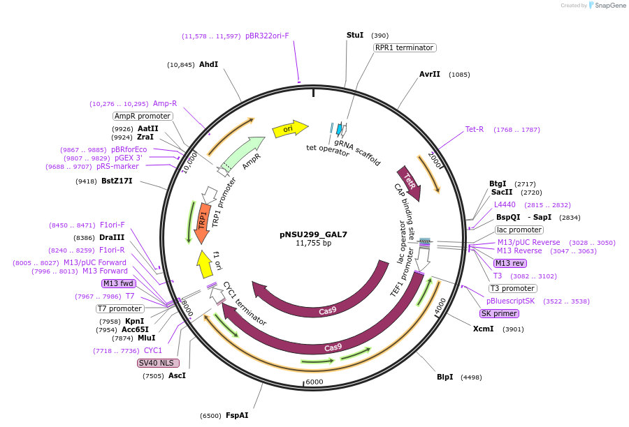 166089-plasmid-map-sequence-id-330353