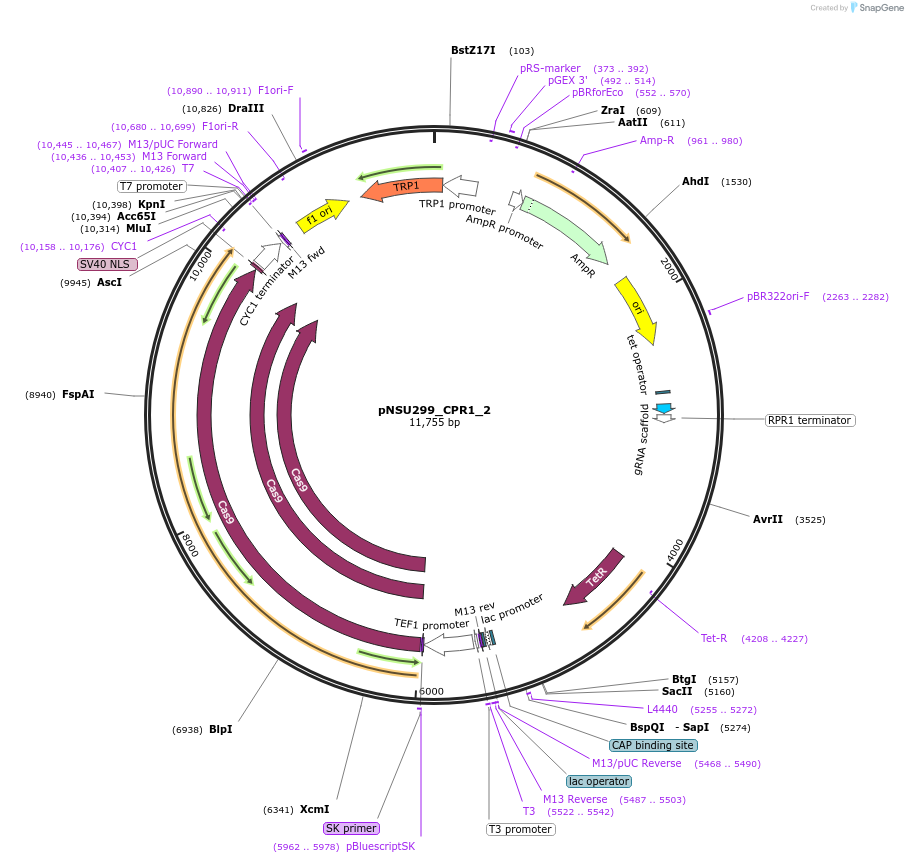 166071-plasmid-map-sequence-id-330355