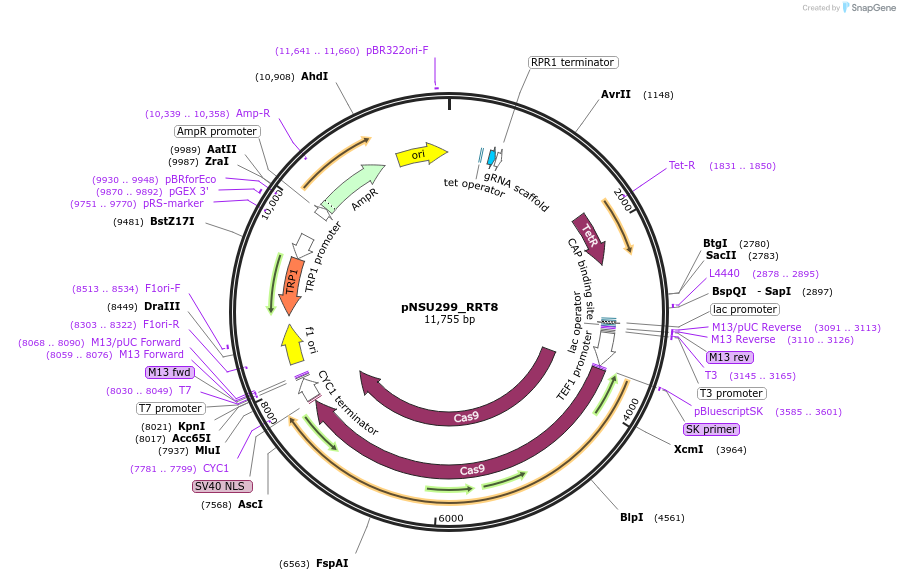 166080-plasmid-map-sequence-id-330356