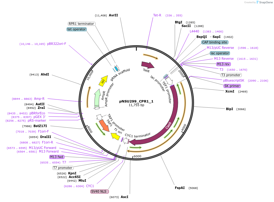 166074-plasmid-map-sequence-id-330357