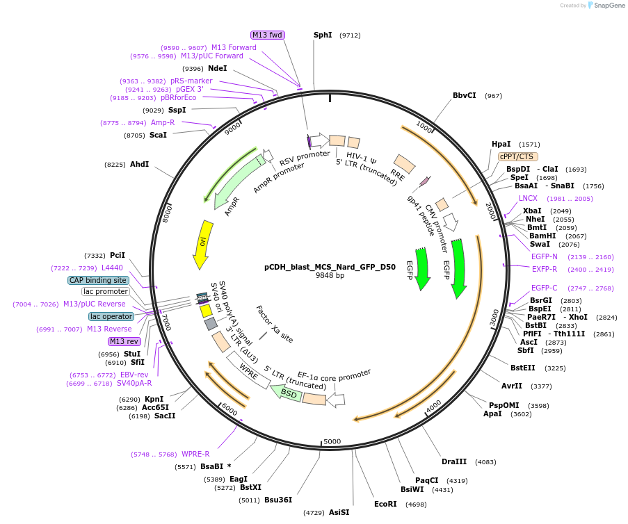 167339-plasmid-map-sequence-id-330359