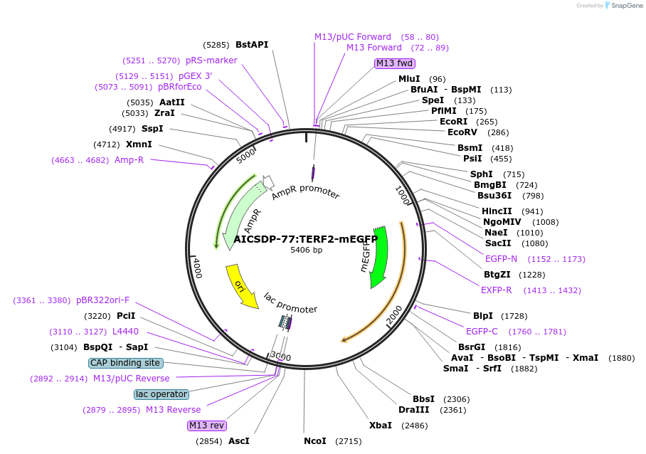 168798-plasmid-map-sequence-id-330361