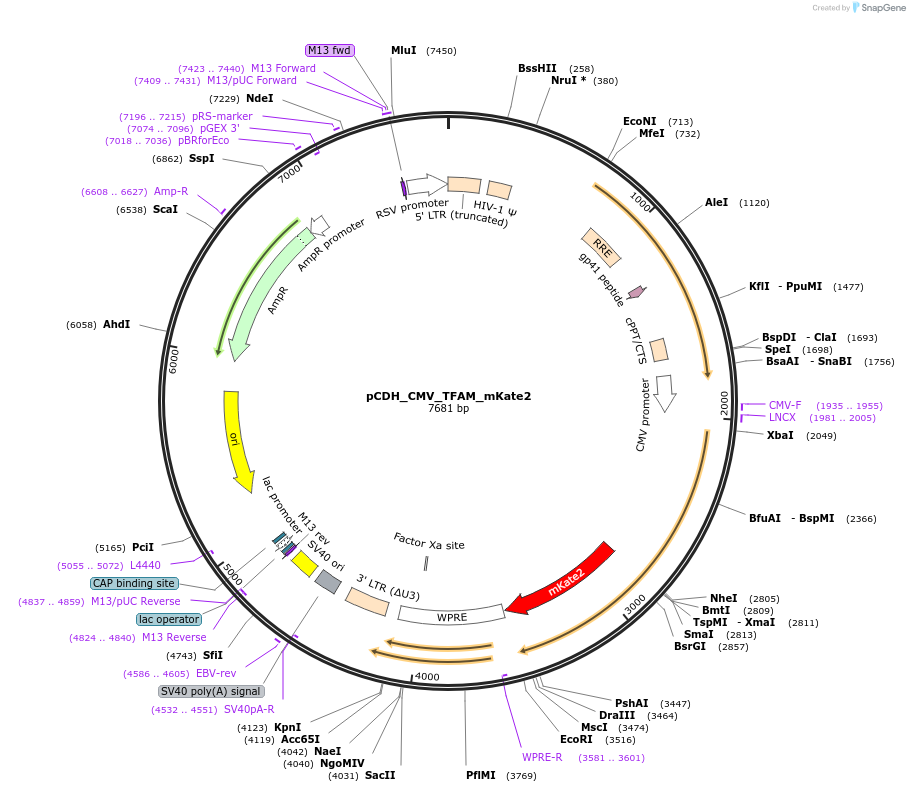 167331-plasmid-map-sequence-id-330362