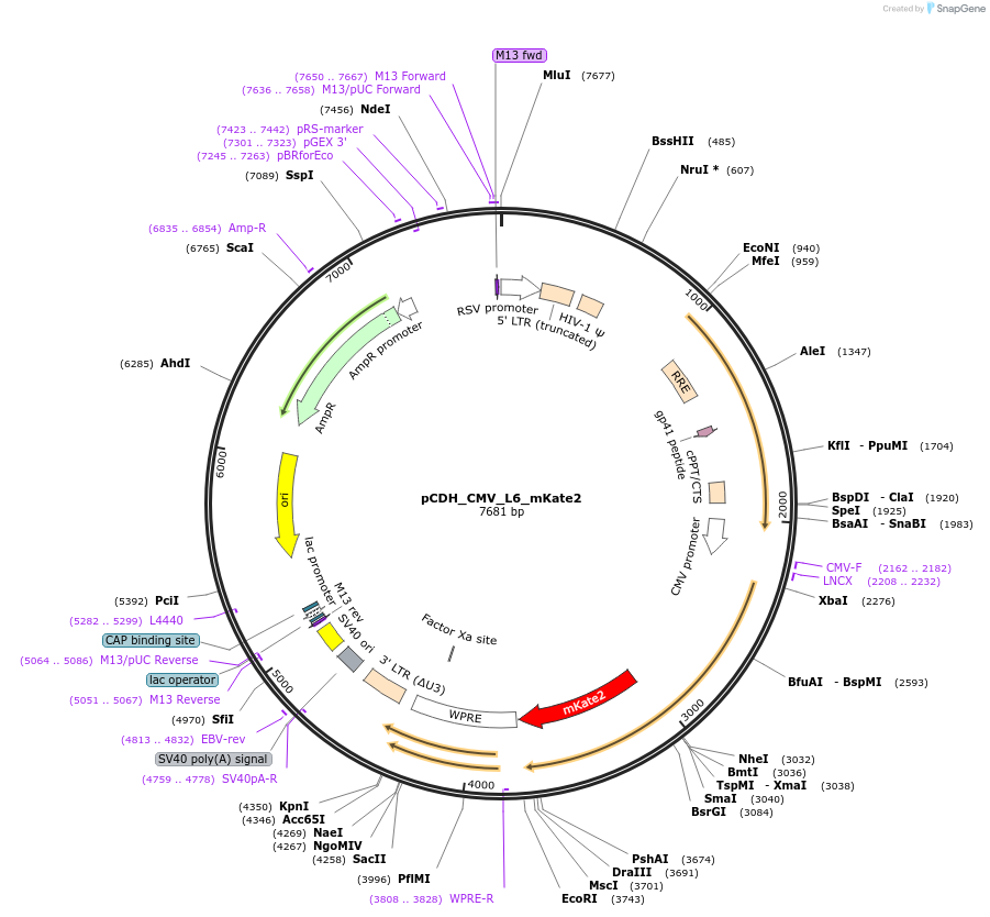 167332-plasmid-map-sequence-id-330363
