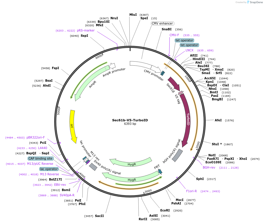 166971-plasmid-map-sequence-id-330376