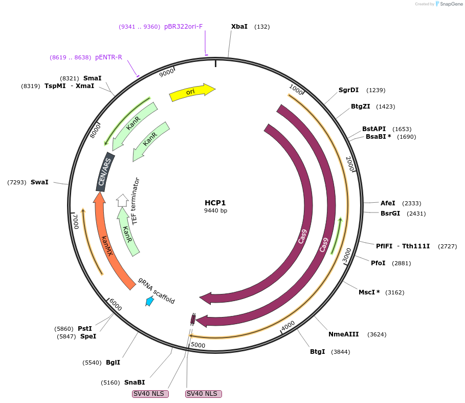 166103-plasmid-map-sequence-id-330378