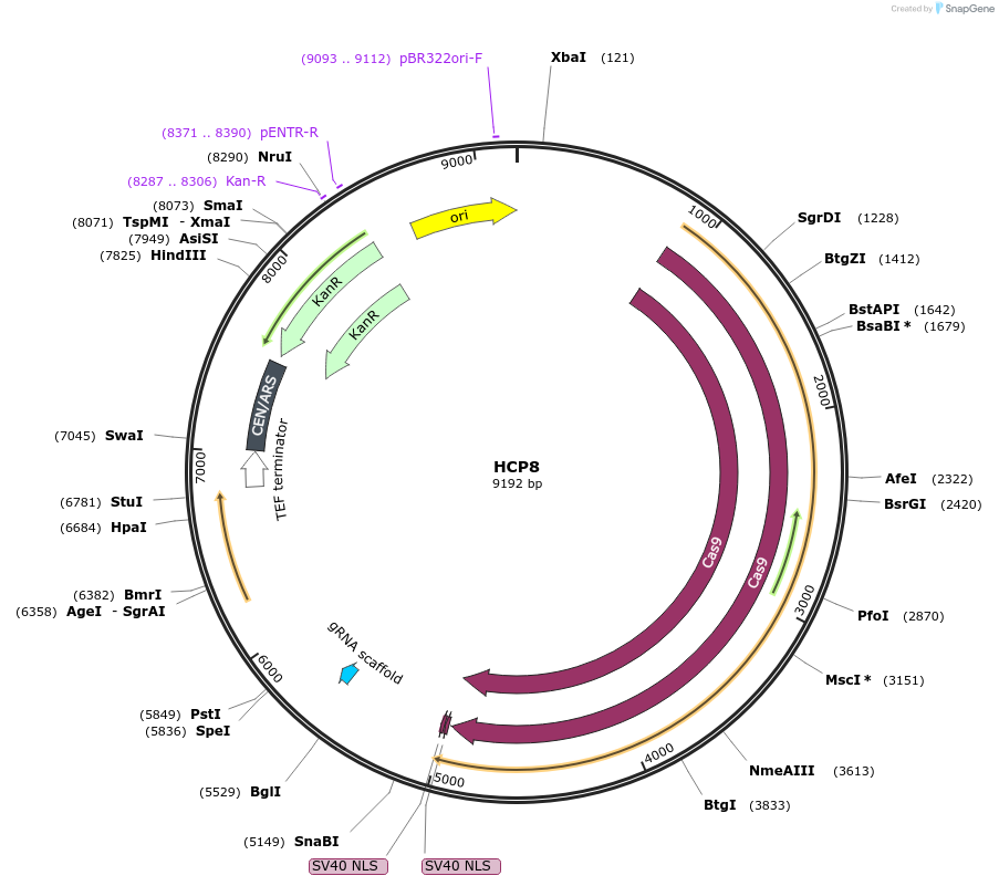 166110-plasmid-map-sequence-id-330382