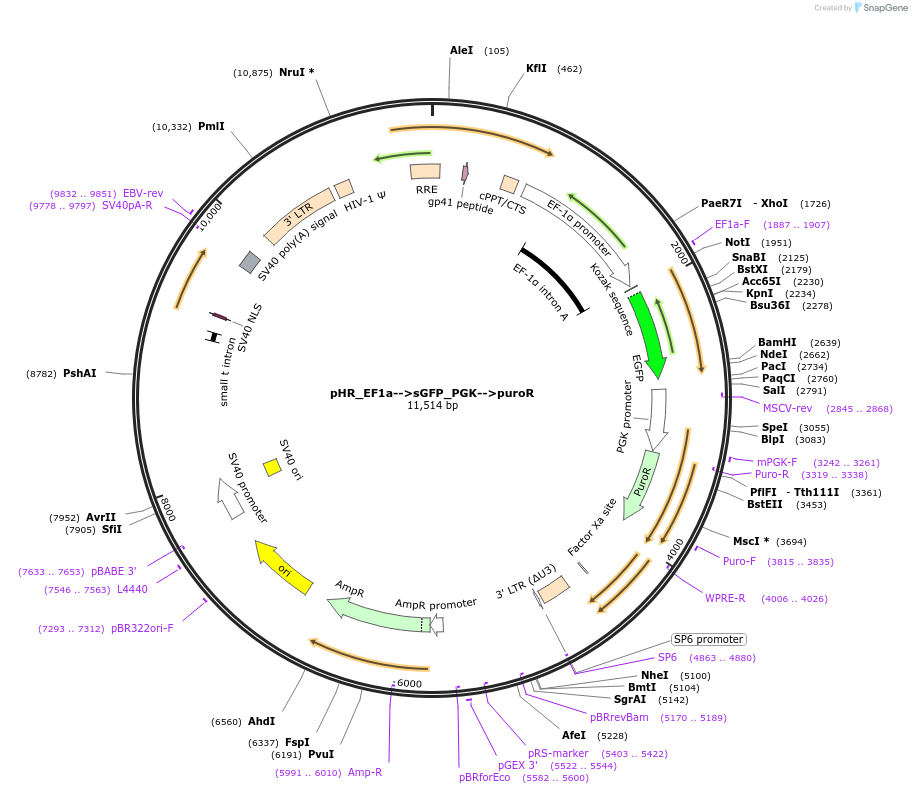 162156-plasmid-map-sequence-id-330423