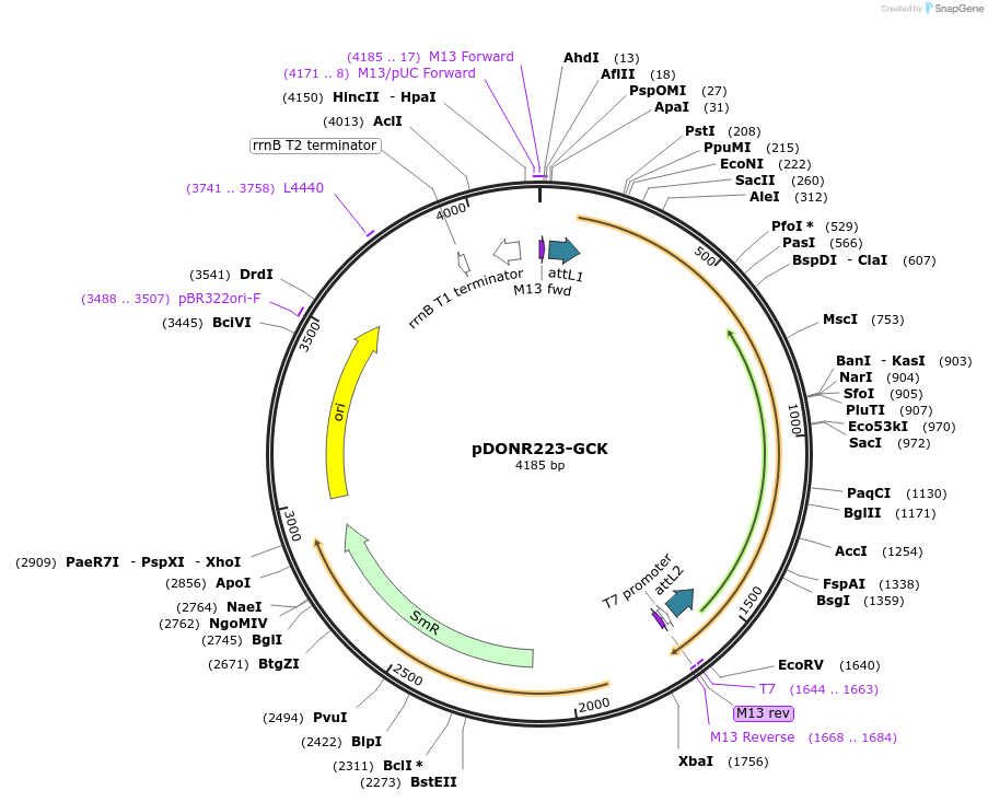 23750-plasmid-map-sequence-id-330431