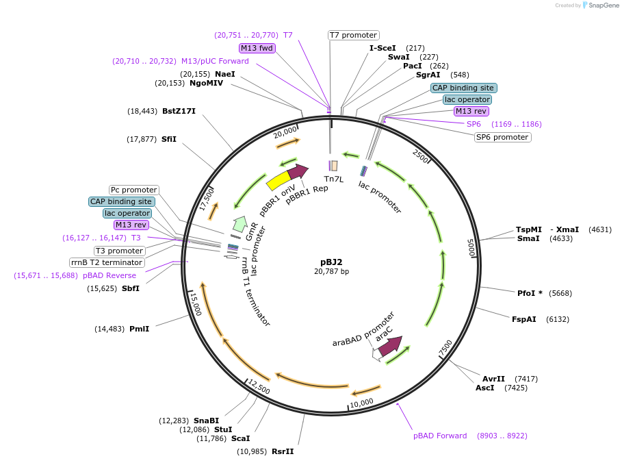 167131-plasmid-map-sequence-id-330437