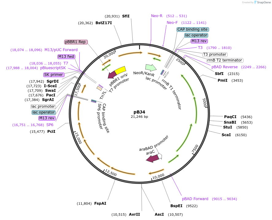 167133-plasmid-map-sequence-id-330439