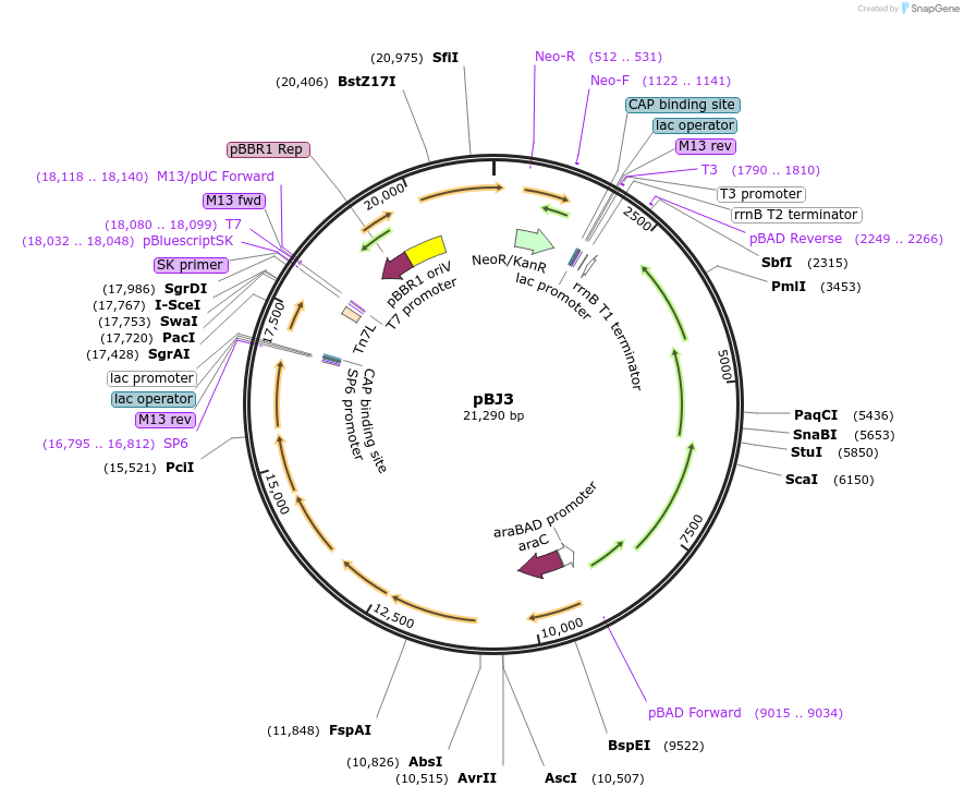 167132-plasmid-map-sequence-id-330441