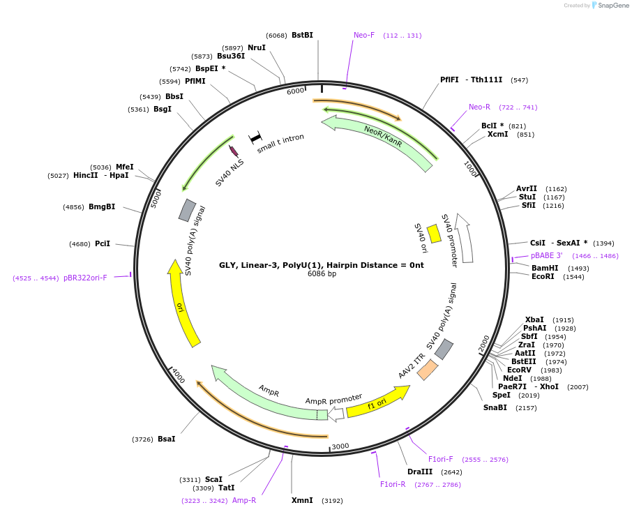 166990-plasmid-map-sequence-id-330470
