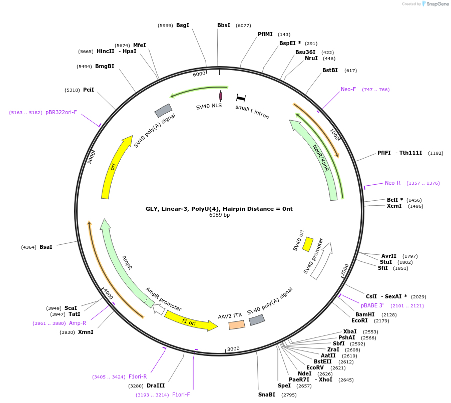 166991-plasmid-map-sequence-id-330472