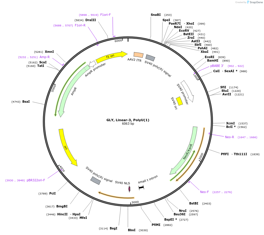 166988-plasmid-map-sequence-id-330474