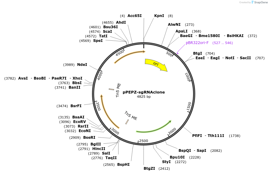 141090-plasmid-map-sequence-id-330475