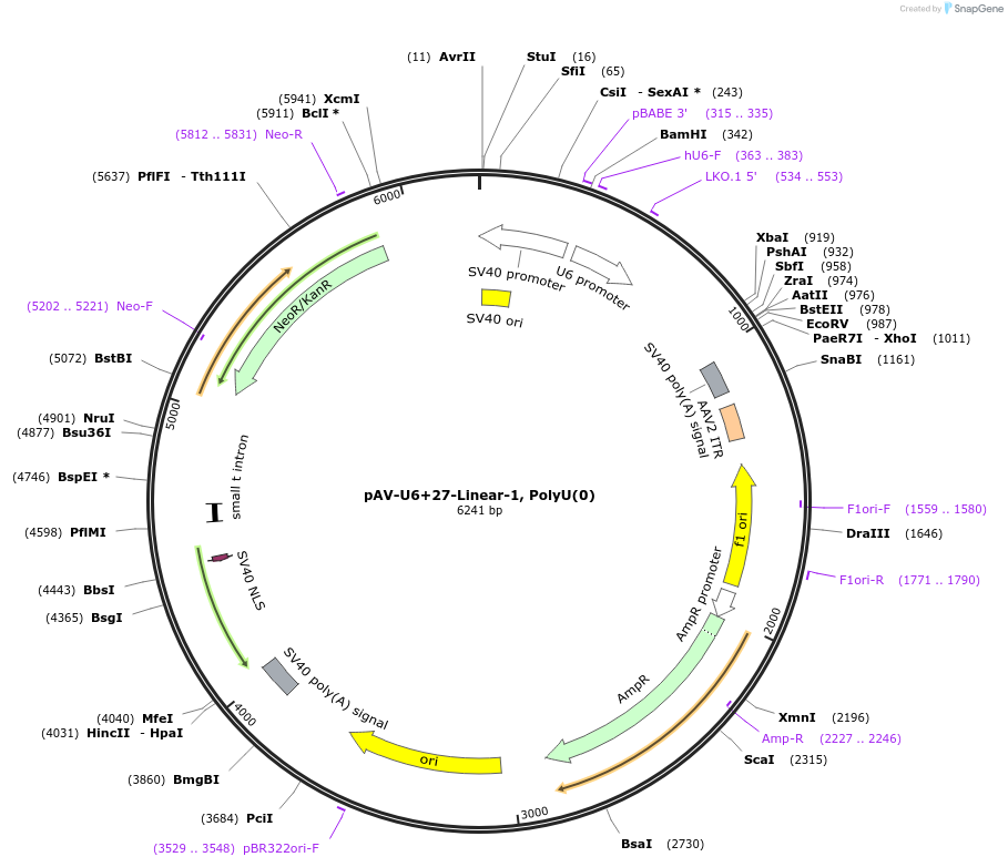 166992-plasmid-map-sequence-id-330476