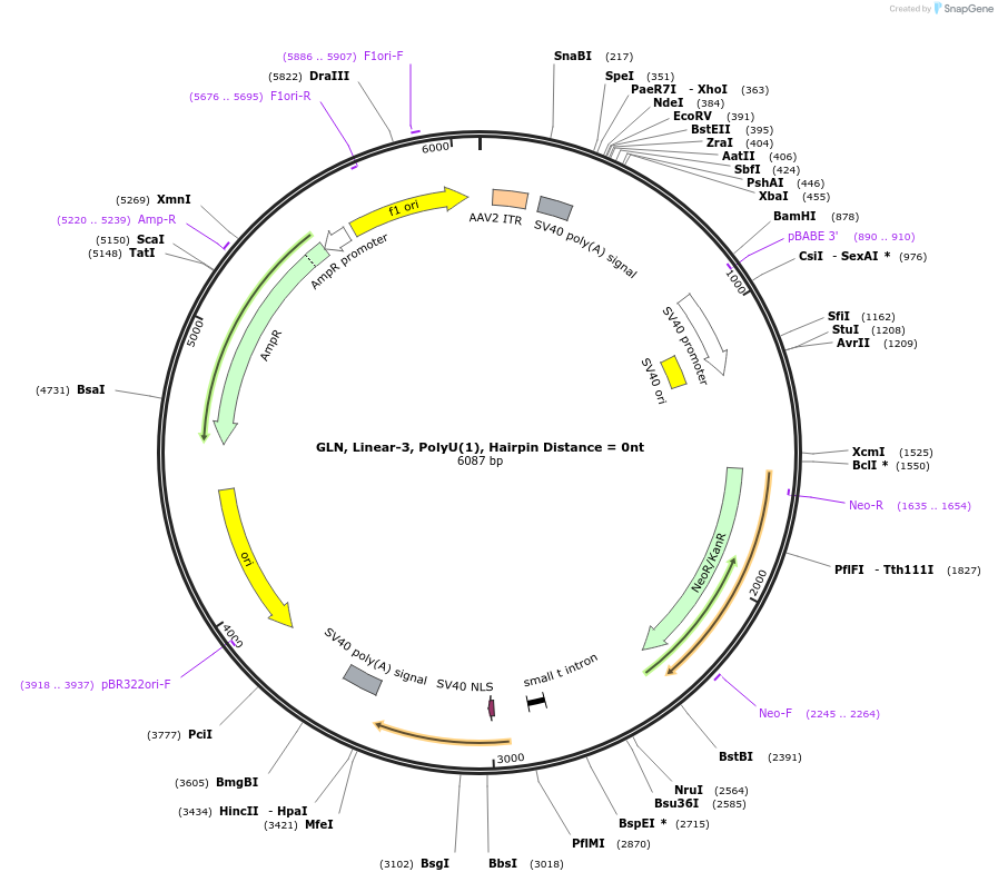166986-plasmid-map-sequence-id-330477