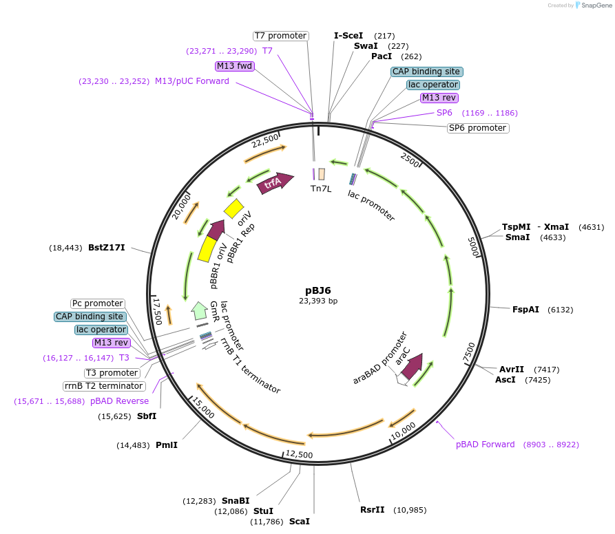 167135-plasmid-map-sequence-id-330485