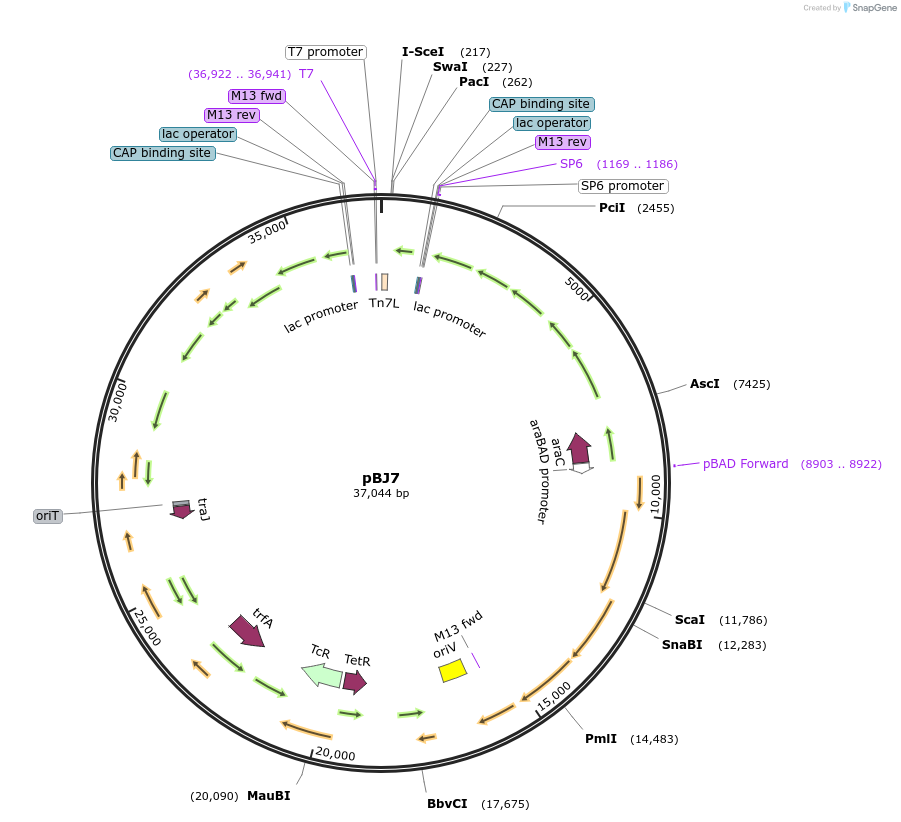 167136-plasmid-map-sequence-id-330487