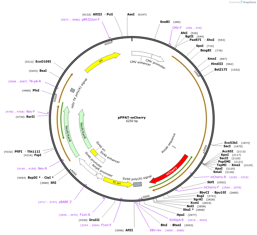 167162-plasmid-map-sequence-id-330489