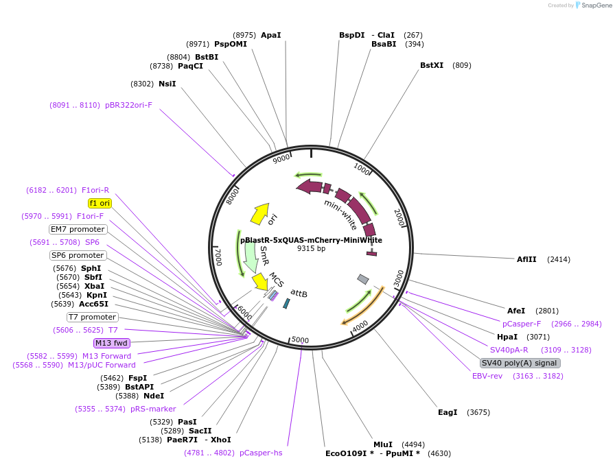165923-plasmid-map-sequence-id-330498