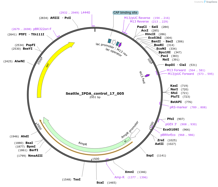 167351-plasmid-map-sequence-id-330499