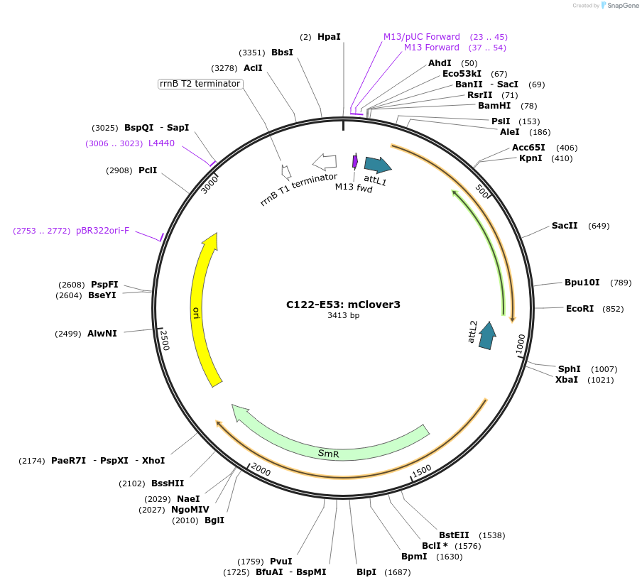 162898-plasmid-map-sequence-id-330508