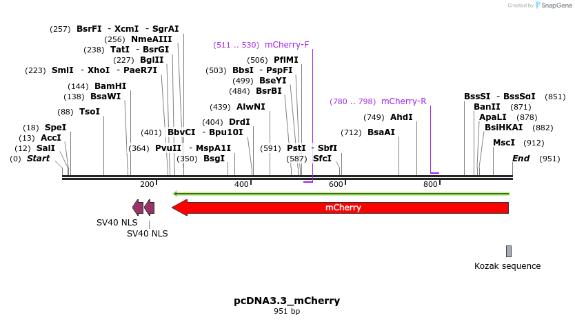 33051_map