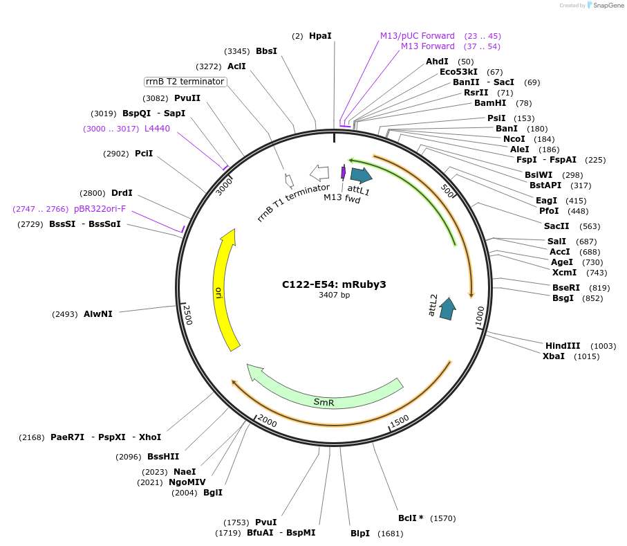 162899-plasmid-map-sequence-id-330510